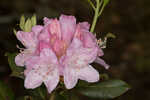 Piedmont rhododendron